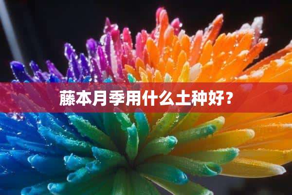 藤本月季用什么土种好？