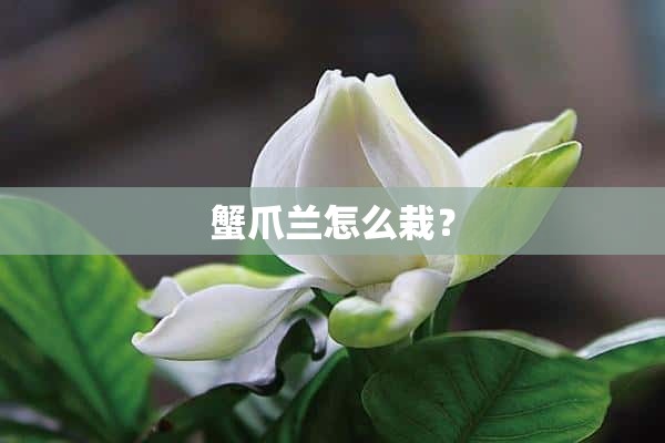 蟹爪兰怎么栽？