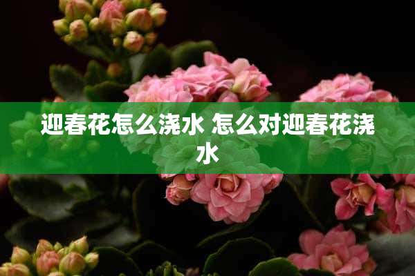 迎春花怎么浇水 怎么对迎春花浇水