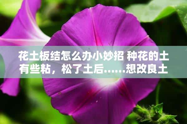 花土板结怎么办小妙招 种花的土有些粘，松了土后……想改良土壤改怎么做