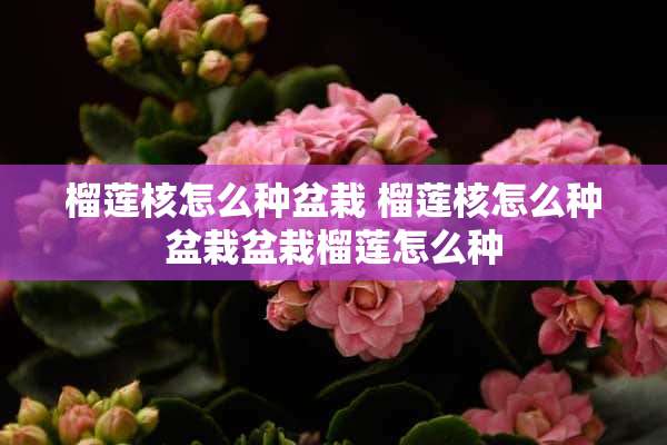 榴莲核怎么种盆栽 榴莲核怎么种盆栽盆栽榴莲怎么种