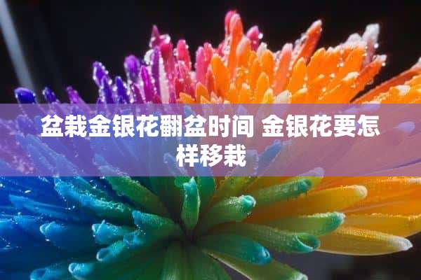 盆栽金银花翻盆时间 金银花要怎样移栽