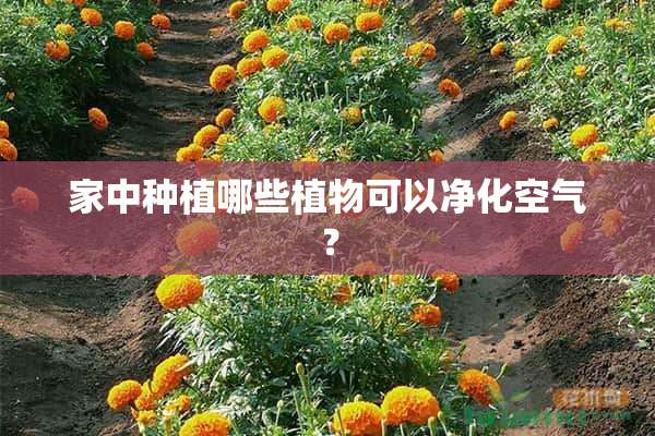 家中种植哪些植物可以净化空气？