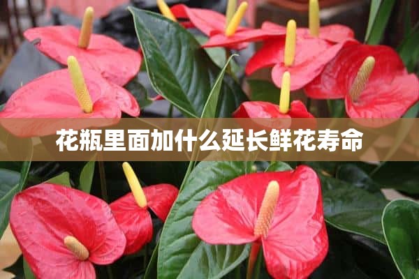 花瓶里面加什么延长鲜花寿命