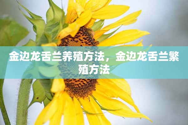 金边龙舌兰养殖方法，金边龙舌兰繁殖方法