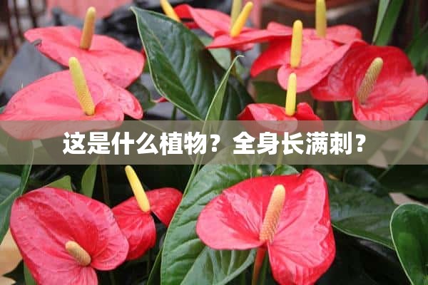 这是什么植物？全身长满刺？