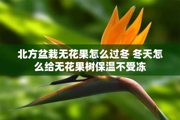 北方盆栽无花果怎么过冬 冬天怎么给无花果树保温不受冻