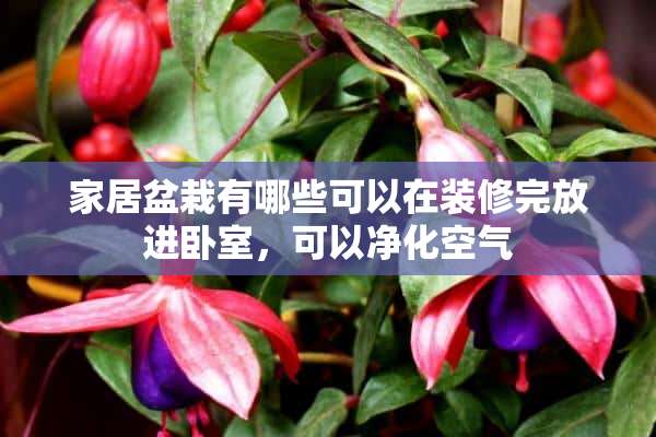 家居盆栽有哪些可以在装修完放进卧室，可以净化空气