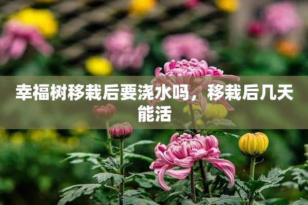 幸福树移栽后要浇水吗，移栽后几天能活