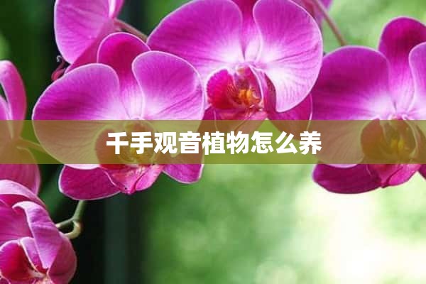 千手观音植物怎么养