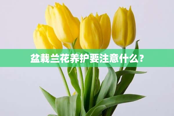 盆栽兰花养护要注意什么？