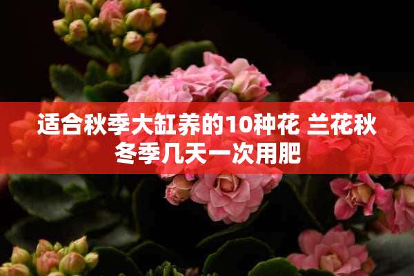 适合秋季大缸养的10种花 兰花秋冬季几天一次用肥