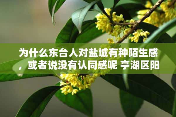 为什么东台人对盐城有种陌生感，或者说没有认同感呢 亭湖区阳台盆栽蔬菜多少钱