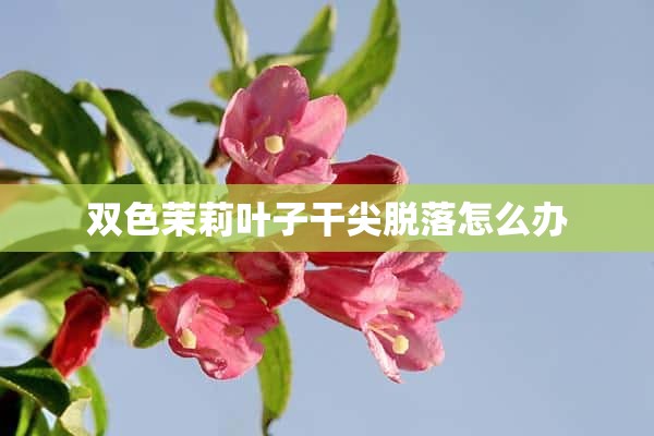 双色茉莉叶子干尖脱落怎么办