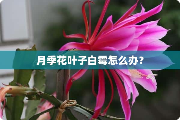 月季花叶子白霉怎么办？