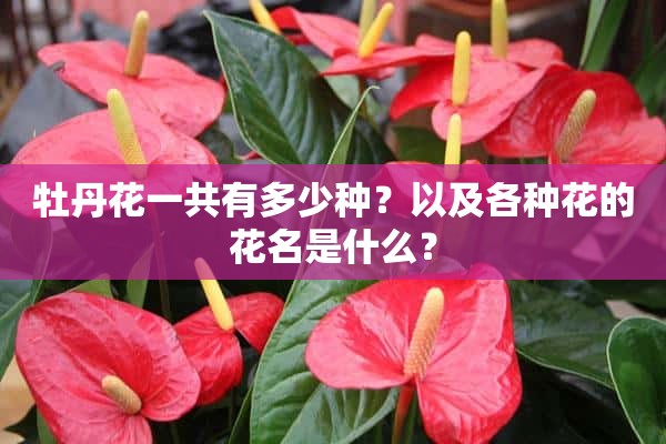 牡丹花一共有多少种？以及各种花的花名是什么？