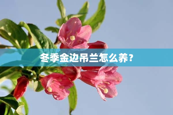 冬季金边吊兰怎么养？