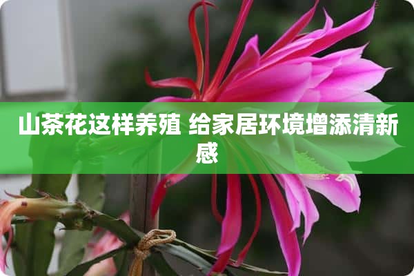 山茶花这样养殖 给家居环境增添清新感