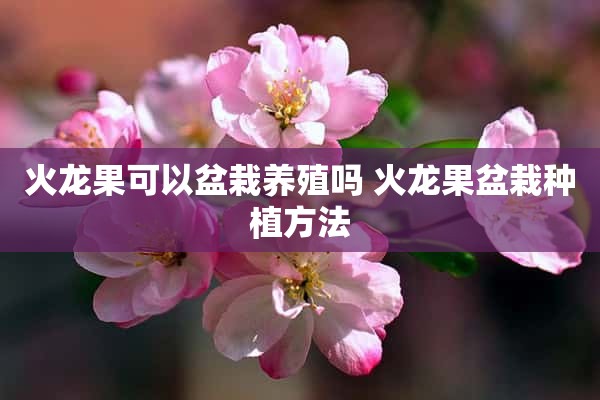 火龙果可以盆栽养殖吗 火龙果盆栽种植方法