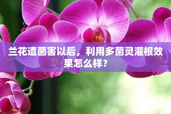 兰花遭菌害以后，利用多菌灵灌根效果怎么样？