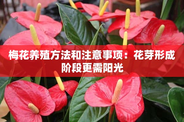 梅花养殖方法和注意事项：花芽形成阶段更需阳光