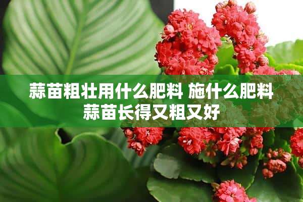 蒜苗粗壮用什么肥料 施什么肥料蒜苗长得又粗又好