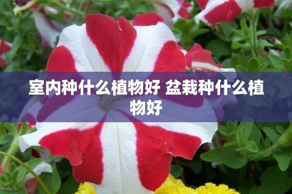 室内种什么植物好 盆栽种什么植物好