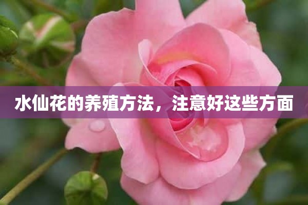 水仙花的养殖方法，注意好这些方面