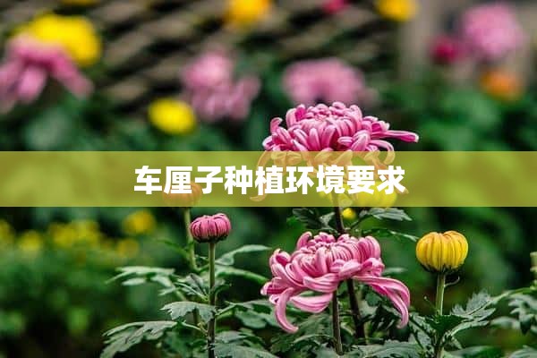 车厘子种植环境要求