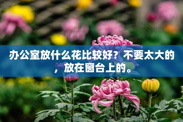 办公室放什么花比较好？不要太大的，放在窗台上的。