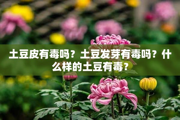 土豆皮有毒吗？土豆发芽有毒吗？什么样的土豆有毒？