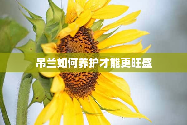 吊兰如何养护才能更旺盛