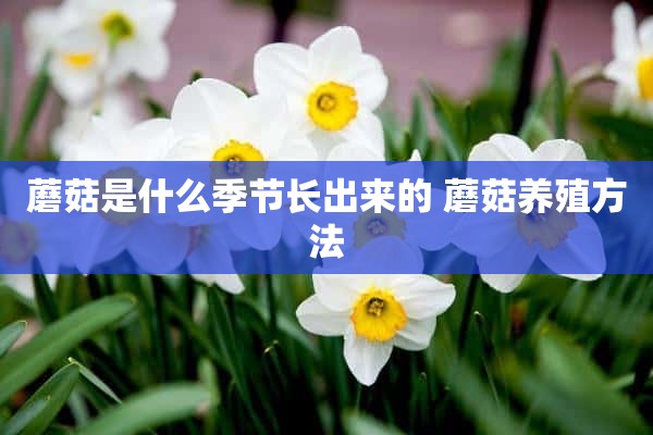 蘑菇是什么季节长出来的 蘑菇养殖方法