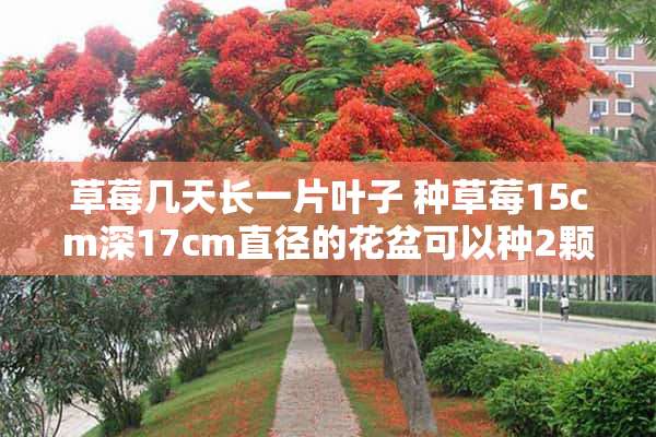 草莓几天长一片叶子 种草莓15cm深17cm直径的花盆可以种2颗草莓吗