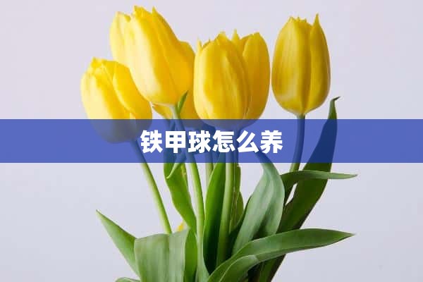 铁甲球怎么养