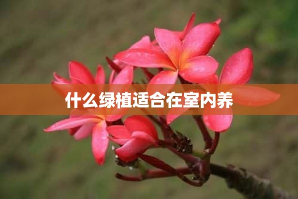 什么绿植适合在室内养