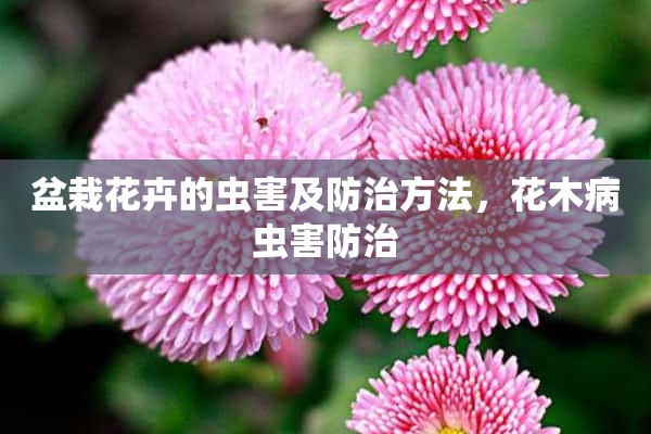 盆栽花卉的虫害及防治方法，花木病虫害防治