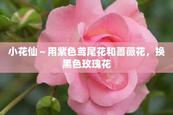 小花仙～用紫色鸢尾花和蔷薇花，换黑色玫瑰花