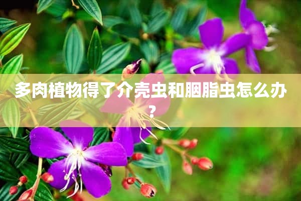 多肉植物得了介壳虫和胭脂虫怎么办？