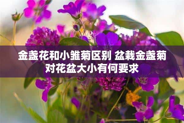 金盏花和小雏菊区别 盆栽金盏菊对花盆大小有何要求