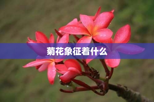 菊花象征着什么