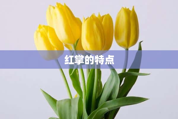 红掌的特点