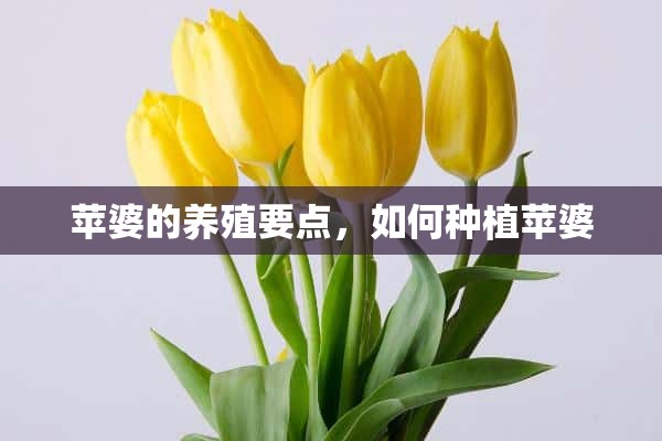 苹婆的养殖要点，如何种植苹婆