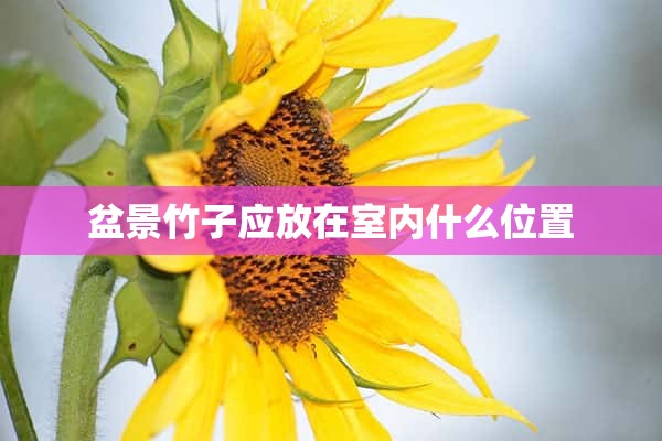 盆景竹子应放在室内什么位置