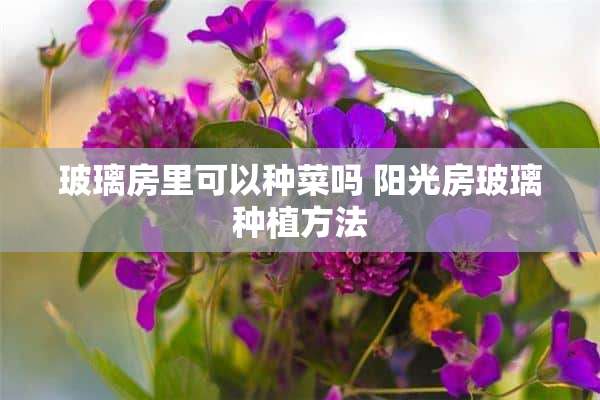 玻璃房里可以种菜吗 阳光房玻璃种植方法