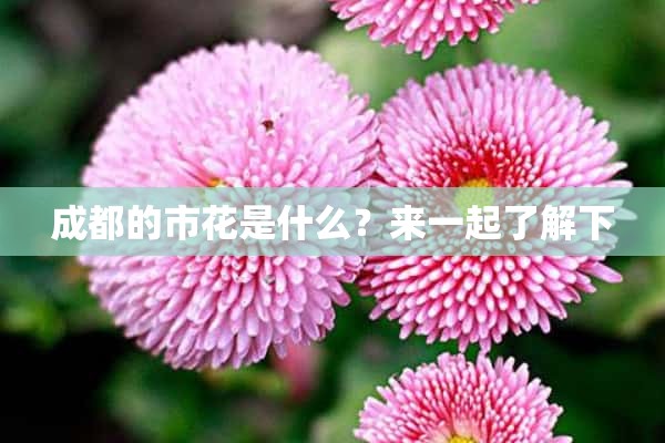 成都的市花是什么？来一起了解下