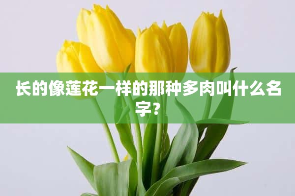 长的像莲花一样的那种多肉叫什么名字？