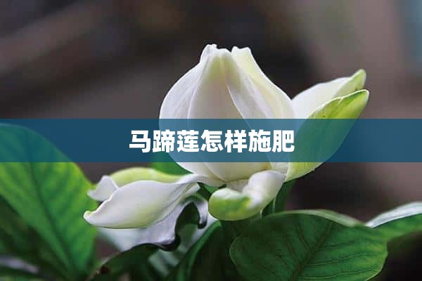 马蹄莲怎样施肥