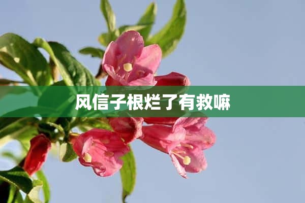 风信子根烂了有救嘛