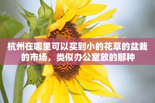 杭州在哪里可以买到小的花草的盆栽的市场，类似办公室放的那种